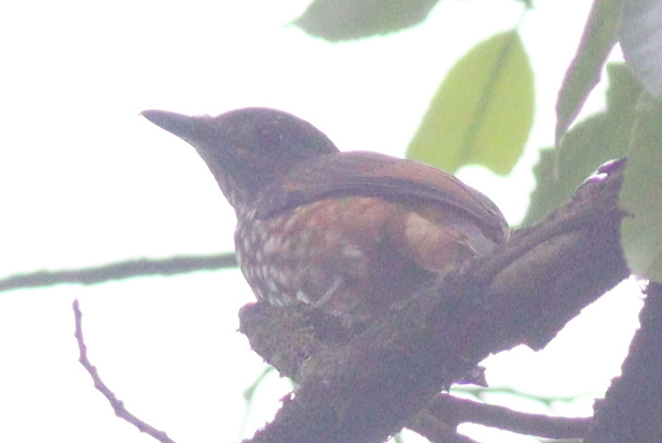African Shrike-flycatcher (Megabyas flammulatus), photo 7