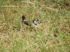 Stizoptera bichenovii bichenovii