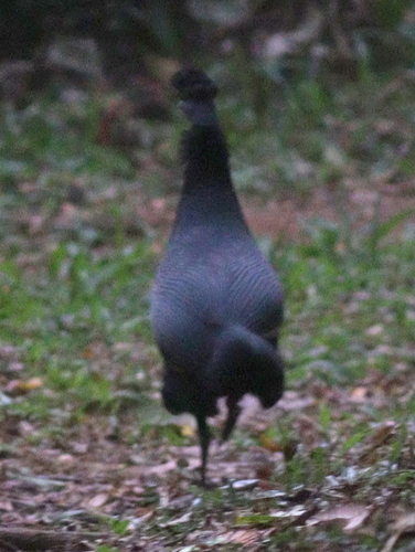 Western Crested Guineafowl (Guttera verreauxi), photo 7