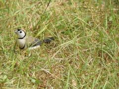 Stizoptera bichenovii bichenovii