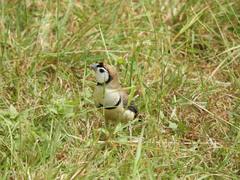 Stizoptera bichenovii bichenovii