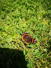 Vanessa atalanta