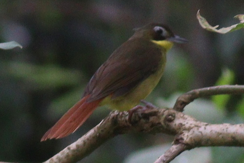 Red-tailed Bristlebill (Bleda syndactylus), photo 2