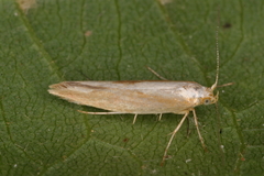 Argyresthia semitestacella