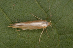 Argyresthia semitestacella