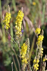 Linaria multicaulis