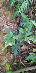 Pteris grevilleana