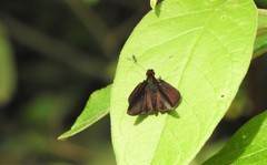 Miltomiges cinnamomea