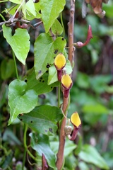 Aristolochia sempervirens