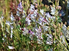 Vicia glauca