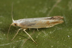 Argyresthia semitestacella