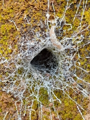 Filistata insidiatrix