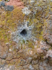 Filistata insidiatrix