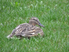 Anas platyrhynchos