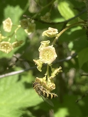 Meliscaeva cinctella