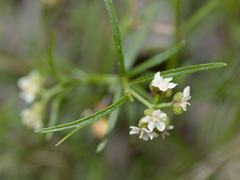 Platysace heterophylla