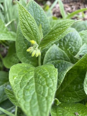 Symphytum grandiflorum