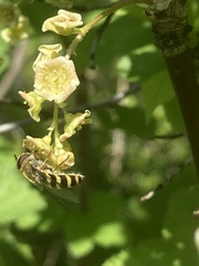 Meliscaeva cinctella