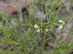 Platysace heterophylla
