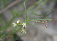 Platysace heterophylla