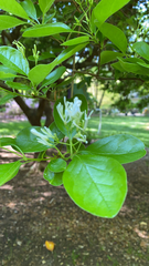 Chionanthus retusus