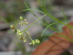 Platysace heterophylla