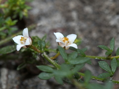 Cyanothamnus nanus nanus