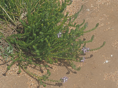 Aspalathus cephalotes