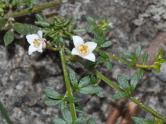 Cyanothamnus nanus nanus