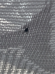 Diptera