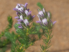 Aspalathus cephalotes