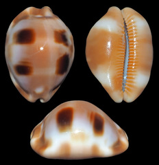 Luria tessellata