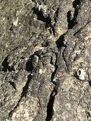Hakka himeshimensis