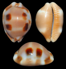 Luria tessellata
