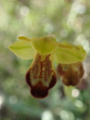 Ophrys fusca
