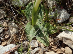 Ophrys exaltata