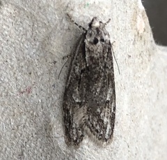 Semioscopis aurorella