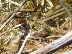 Pelophylax