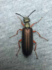 Lytta aenea