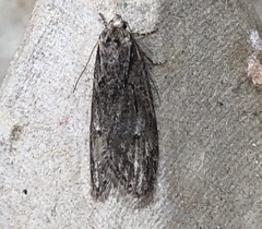 Semioscopis aurorella