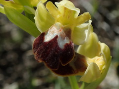 Ophrys fusca