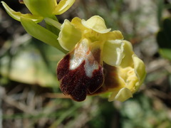 Ophrys fusca