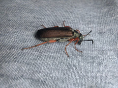 Lytta aenea