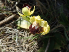 Ophrys fusca