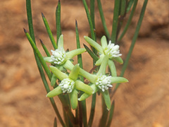 Eustegia minuta