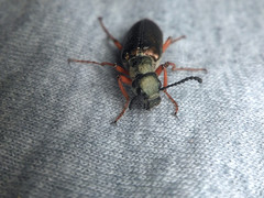 Lytta aenea