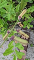 Crotalaria verrucosa