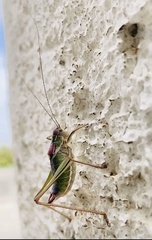 Poecilimon macedonicus