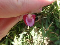 Lathyrus nissolia