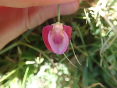 Lathyrus nissolia